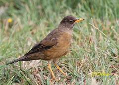 Turdus falcklandii falcklandii