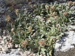 Phacelia hastata compacta
