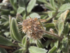 Phacelia hastata compacta