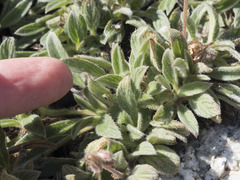 Phacelia hastata compacta