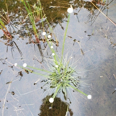 Eriocaulon aquaticum
