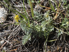 Potentilla breweri