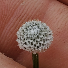 Eriocaulon aquaticum