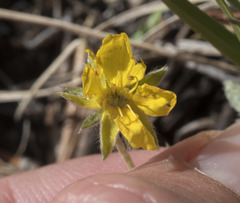 Potentilla breweri