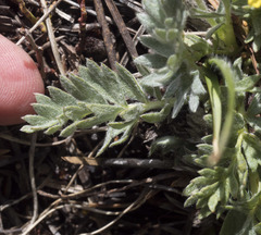 Potentilla breweri