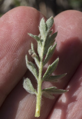 Potentilla breweri