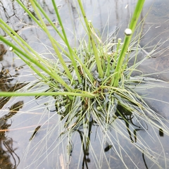 Eriocaulon aquaticum