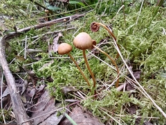 Galerina paludosa