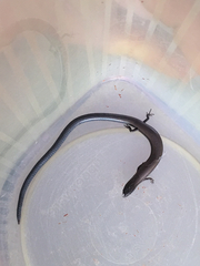 Ablepharus rueppellii