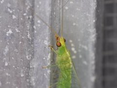 Chrysopodes collaris