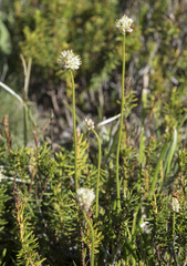 Triantha occidentalis occidentalis