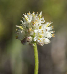 Triantha occidentalis occidentalis