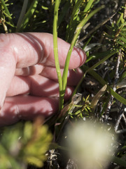 Triantha occidentalis occidentalis