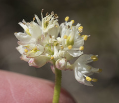 Triantha occidentalis occidentalis