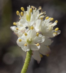 Triantha occidentalis occidentalis