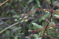 Berberis pallida