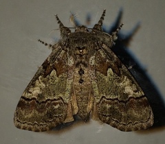 Dasychira dorsipennata