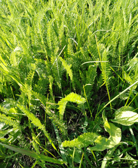Achillea millefolium
