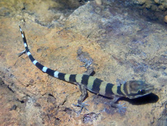 Heteronotia planiceps