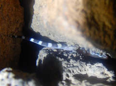 Heteronotia planiceps