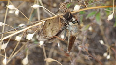Scleropogon neglectus