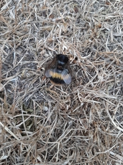 Bombus terrestris