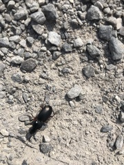 Pterostichus madidus