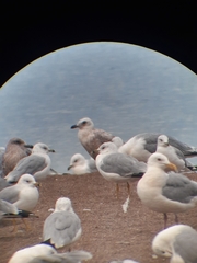 Larus glaucoides thayeri