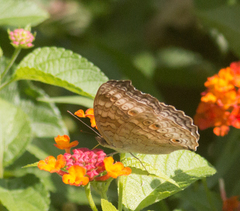 Junonia atlites