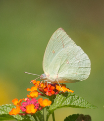 Catopsilia pomona