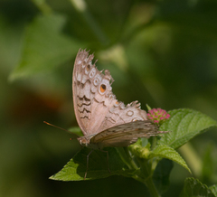 Junonia atlites