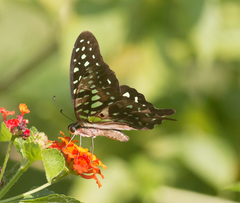 Graphium agamemnon