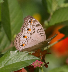 Junonia atlites