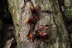 Vespa crabro flavofasciata