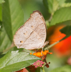 Junonia atlites