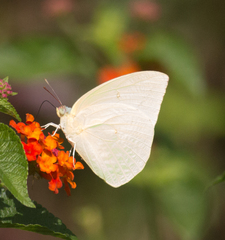 Catopsilia pomona