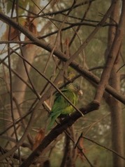 Brotogeris pyrrhoptera