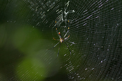 Nephila pilipes
