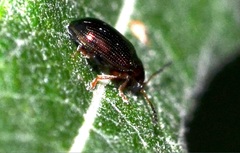Crepidodera plutus