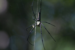 Nephila pilipes
