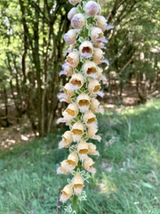 Digitalis ferruginea