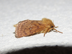 Pharmacis aemilianus