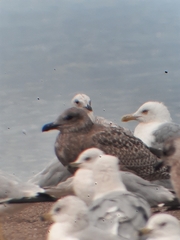 Larus argentatus