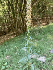 Digitalis ferruginea