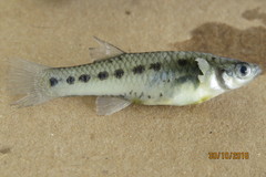 Porthole Livebearer photo 3
