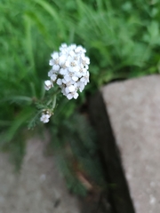 Achillea millefolium
