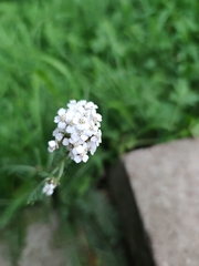 Achillea millefolium