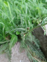 Achillea millefolium