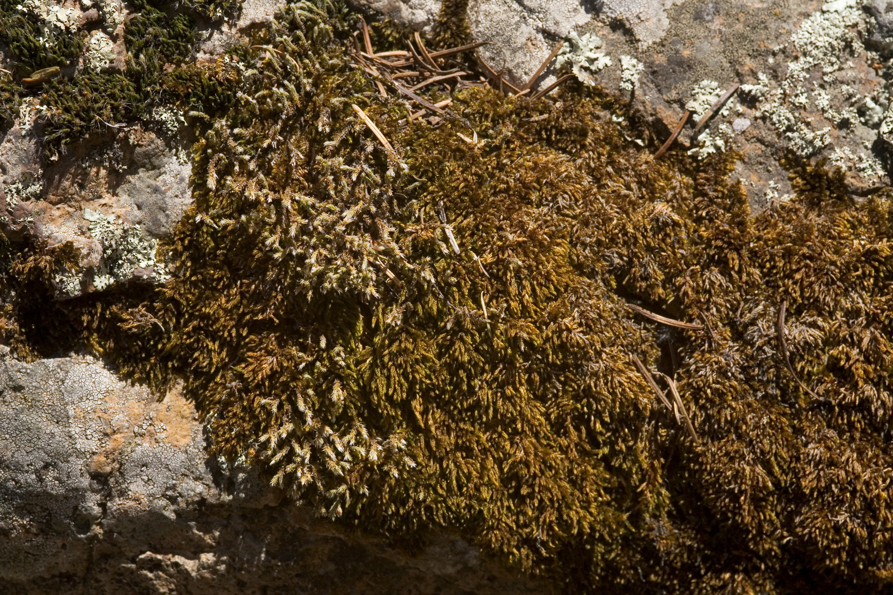 Hedwigiaceae