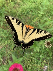 Papilio glaucus image